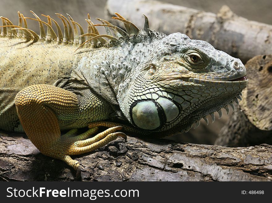 Green Iguana