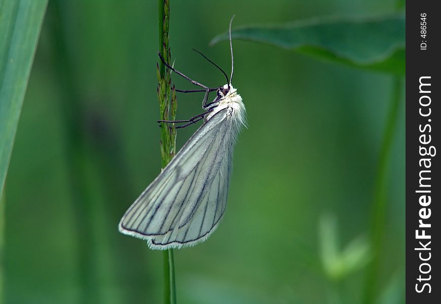 Butterfly Siona lineana meets on meadows and glades in a wood. The photo is made in the Moscow area. Original date/time: 2004:06:29 .