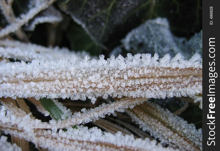 Ice crystals on a dry grass. Ice crystals on a dry grass