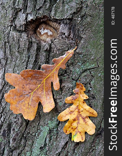 Dry oak leaves on a background of a mossy trunk of an oak