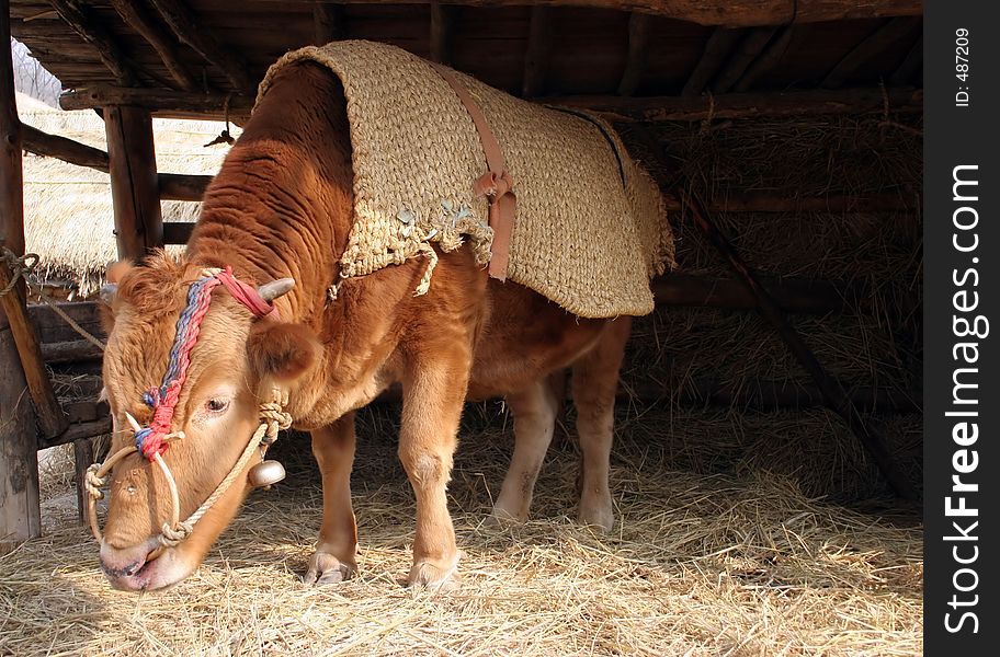 Ox with rope through its nose. Ox with rope through its nose