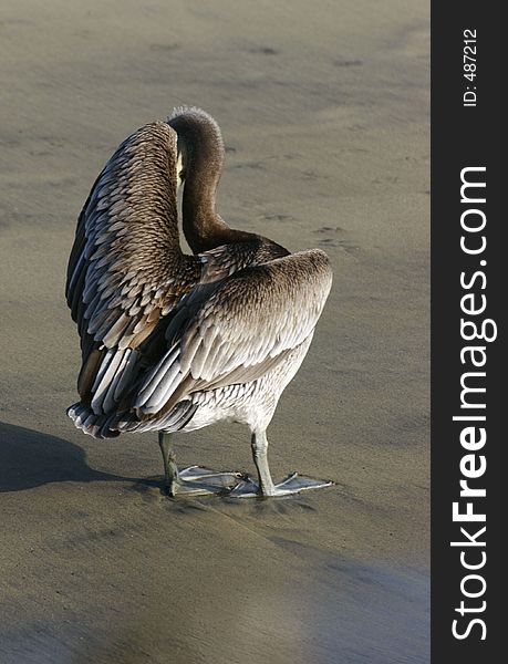 Brown Pelican at Acapulco bay, Mexico