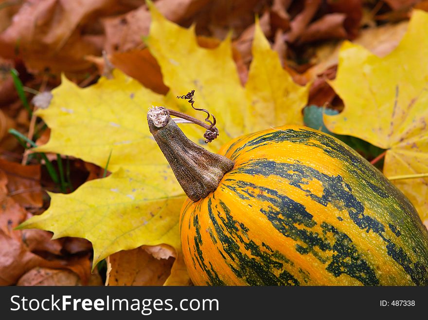 Tail of a yellow pumpkin