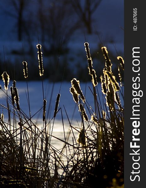 Cattails Lit Up by Sunrise