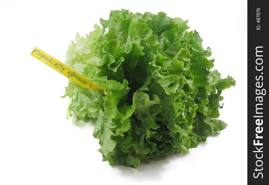 Organically grown lettuce. Isolated in white.