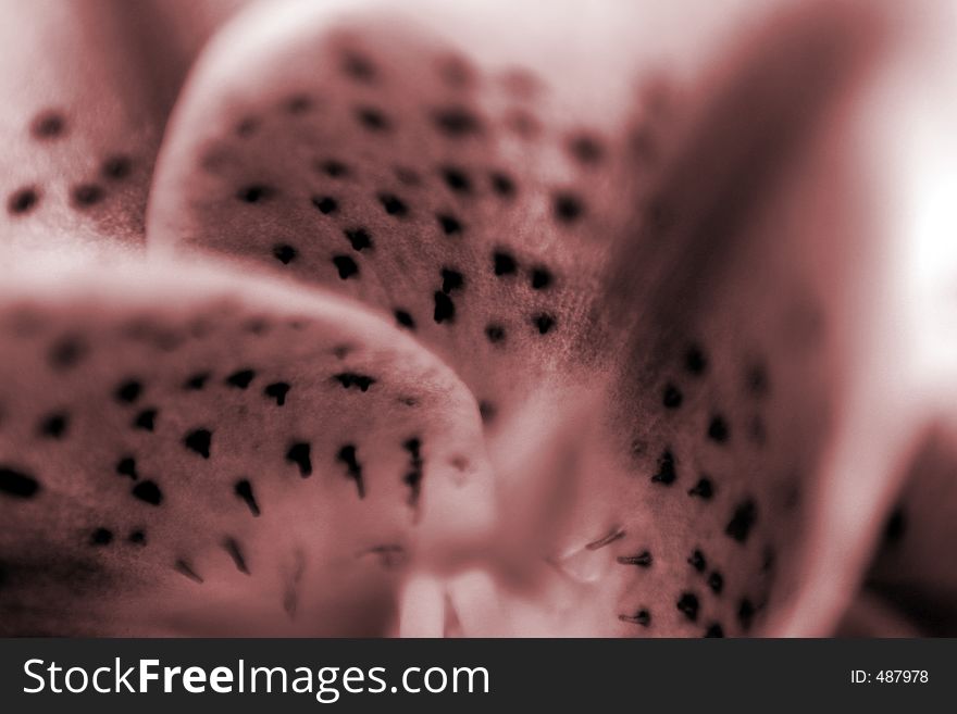 Closeup of a flower with black dots. Closeup of a flower with black dots