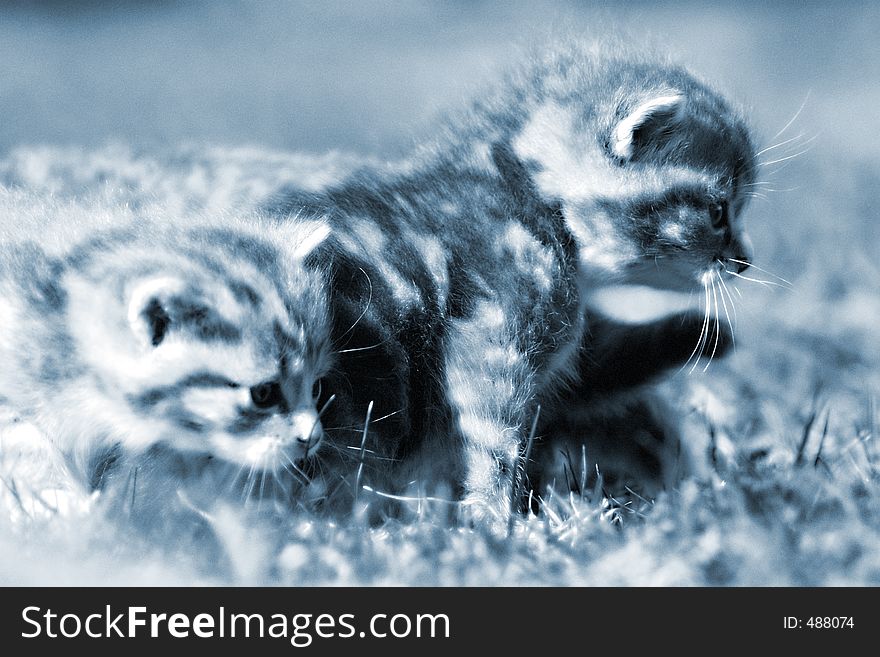 Kittens In grass Blue