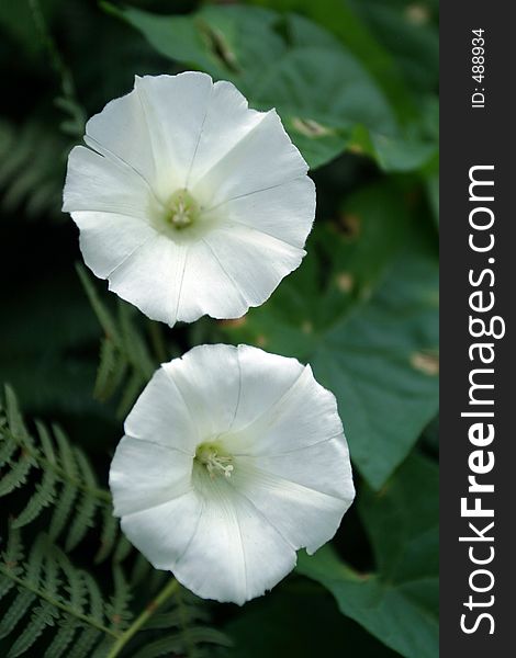 Two White Flowers