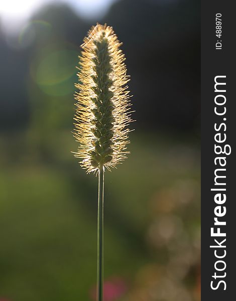 Stem of Grass-Halm with backlighting coming from sun