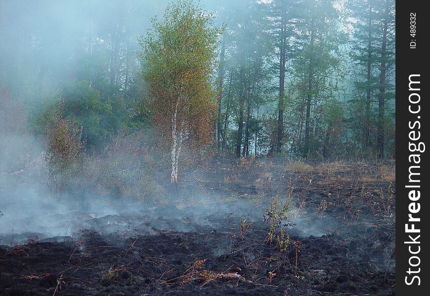 The photo is made in the Moscow area. From a burning grass fire was threw on a wood and peat. Original date/time: 2002:08:31. The photo is made in the Moscow area. From a burning grass fire was threw on a wood and peat. Original date/time: 2002:08:31.