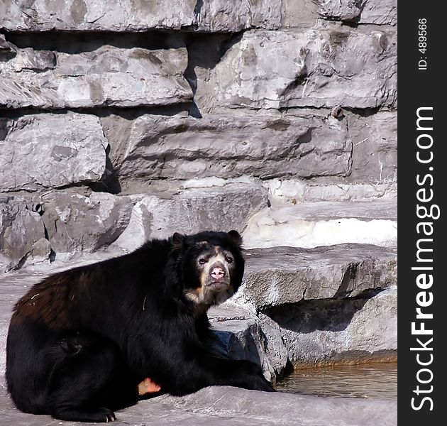 Black bear Buffalo zoo,Buffalo New York