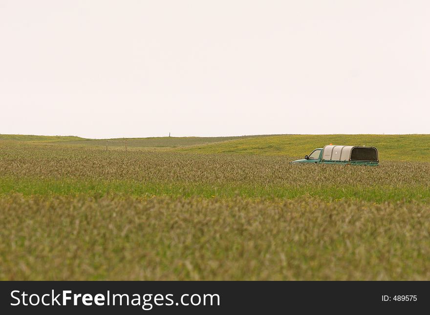 Car In Wheat Field