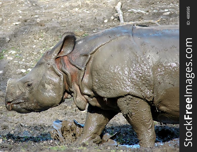 Baby rhinocerous just took mud bath. Buffalo zoo,Buffalo,New York. Baby rhinocerous just took mud bath. Buffalo zoo,Buffalo,New York