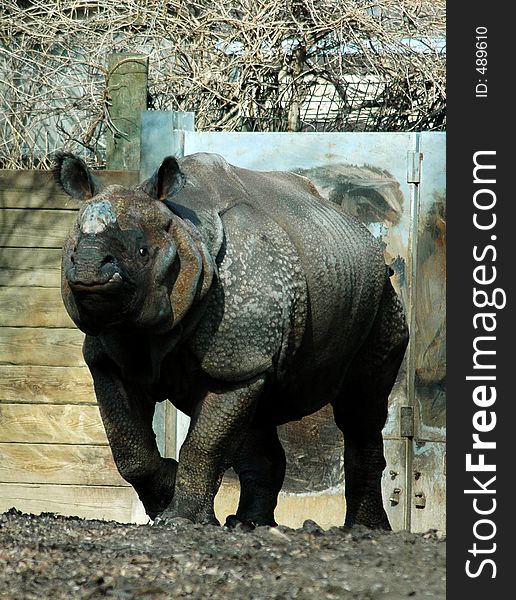 Moving male rhinocerus.Buffal zoo,Buffal,New York