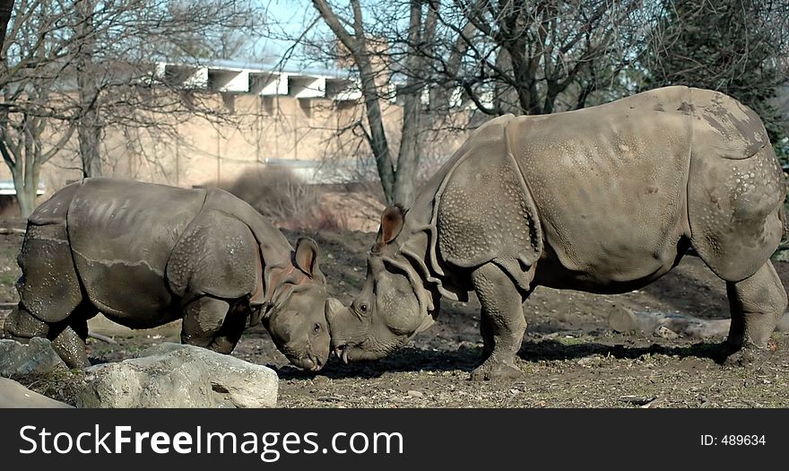 Mother and baby rhinoceros.Buffalo Zoo,Buffalo,New York