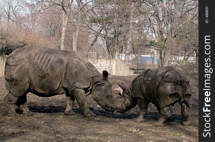 Famle rhinocerus playing. Buffalo Zoo.Buffalo ,NewYork. Famle rhinocerus playing. Buffalo Zoo.Buffalo ,NewYork