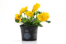 Pansy Stock Photo Pansy Stock Photo
