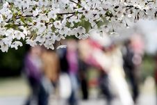 Cherry Blossom Season.. Stock Images Cherry Blossom Season.. Stock Images