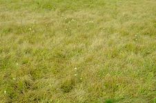 Grass Background Royalty Free Stock Photos Grass Background Royalty Free Stock Photos