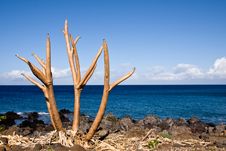 Bare Tree Limbs By The Ocean Royalty Free Stock Image