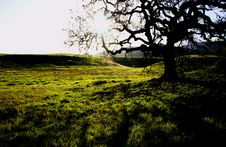 Oak Tree Royalty Free Stock Photo Oak Tree Royalty Free Stock Photo