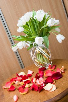 Various Tulips Royalty Free Stock Images Various Tulips Royalty Free Stock Images