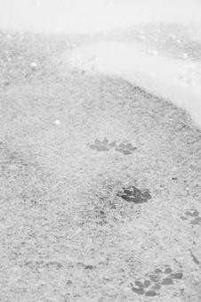 Footprints Stock Photo Footprints Stock Photo
