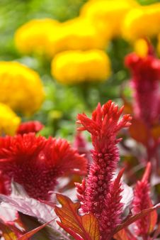 Flower Garden Stock Photography Flower Garden Stock Photography