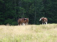 Draft Horses Grazing Royalty Free Stock Images Draft Horses Grazing Royalty Free Stock Images
