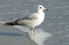 Sea Gull Stock Photos