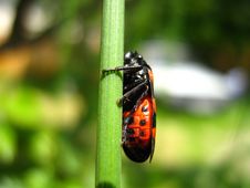 Small Bug Stock Photography Small Bug Stock Photography