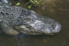Alligator Close-up Royalty Free Stock Photo Alligator Close-up Royalty Free Stock Photo