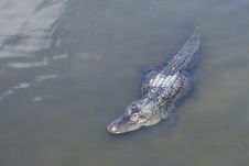 Alligator In Water Stock Photos Alligator In Water Stock Photos