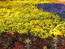 Colorful Spring Flowers Stock Photo Colorful Spring Flowers Stock Photo