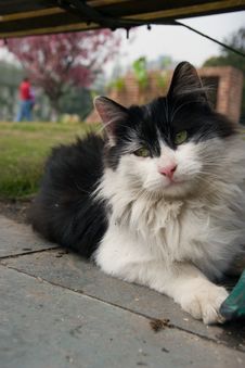 August Cat Stock Photography August Cat Stock Photography