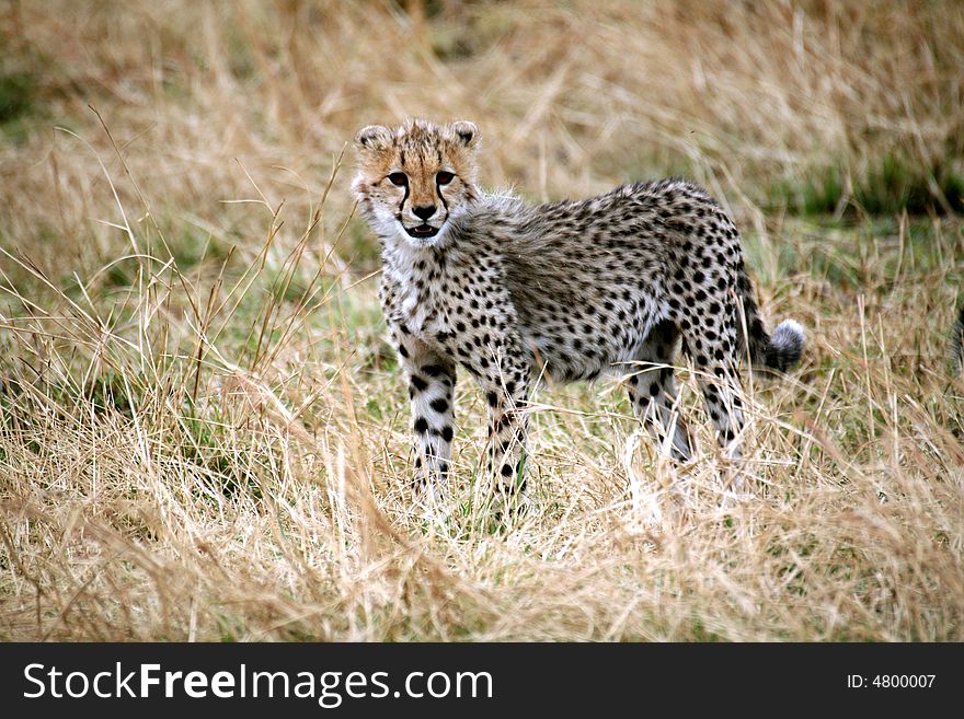 Cheetah cub standing watchful in the grass after a kill in the Masai Mara Reserve in Kenya