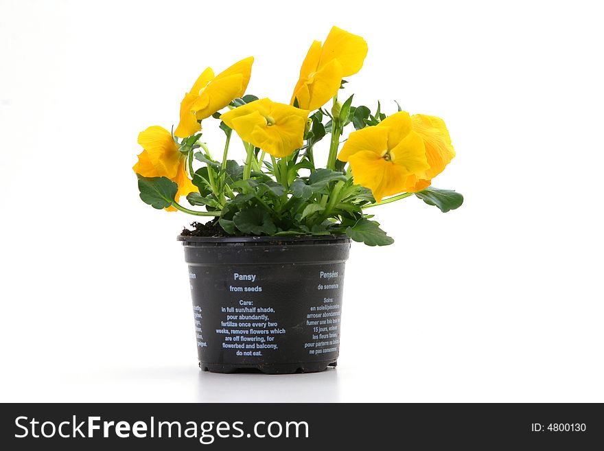 Yellow pansy in a pot