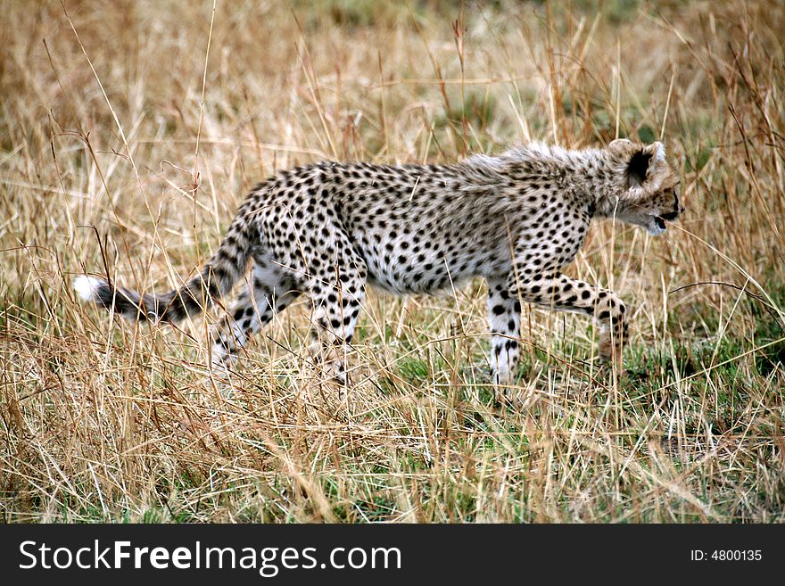 Cheetah cub walking through the grass in the Masai Mara Reserve in Kenya