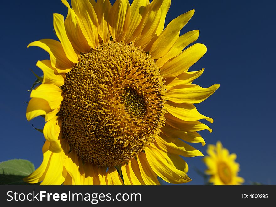 Gigantic very good colors sunflower