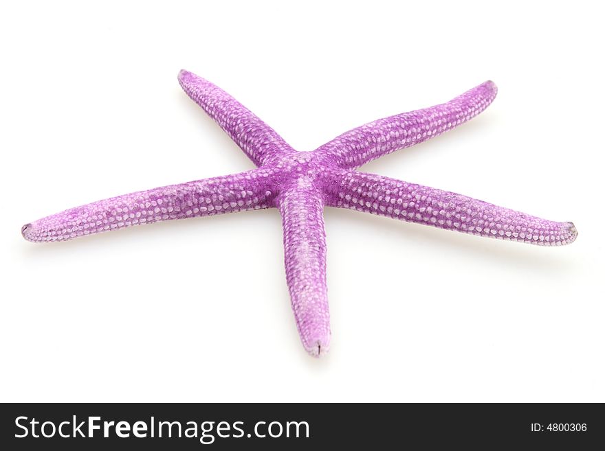 Purple starfish from the ocean on white background. Purple starfish from the ocean on white background
