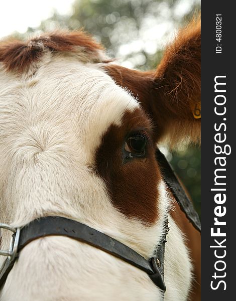 White and brown cow - close up