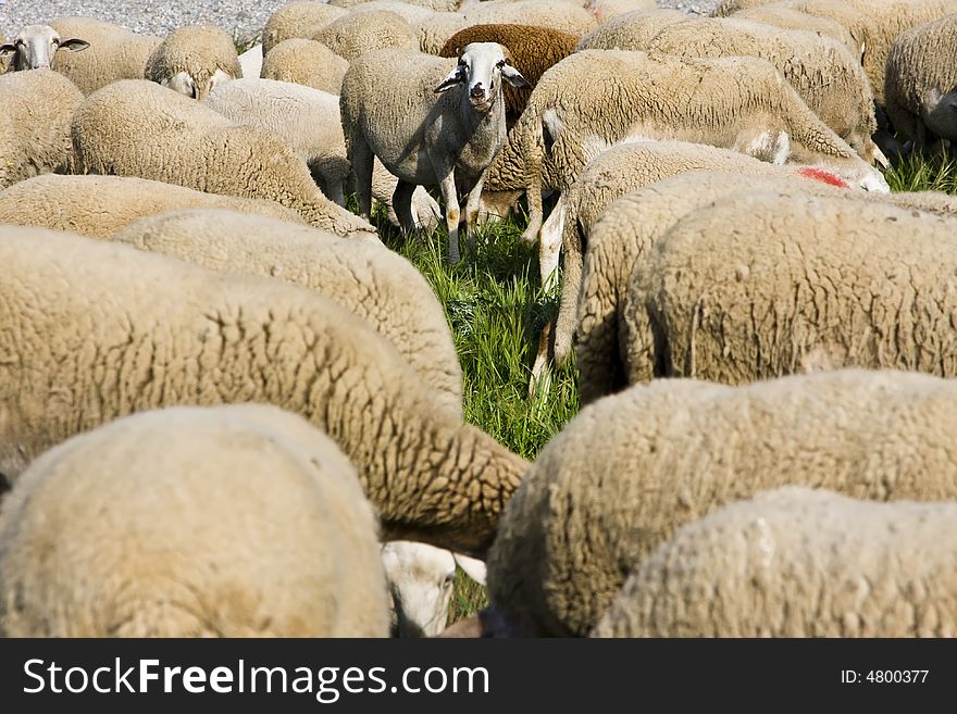 One sheep staring at camera in the middle of the crowd. One sheep staring at camera in the middle of the crowd.