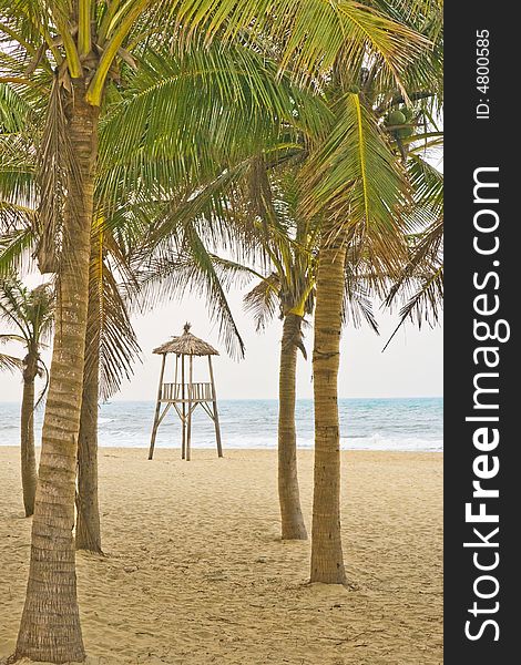 Palm and coconut tree above water on paradise beach