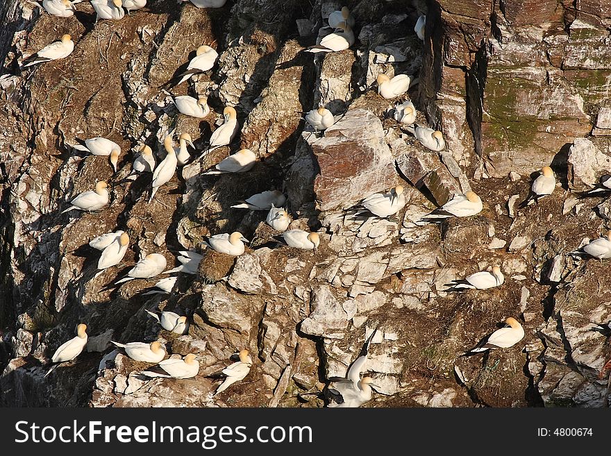 Gannet Colony at Troup Head RSPB reserve, Scotland