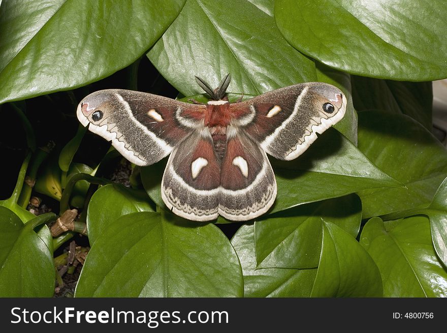 A large, beautiful moth photographed in Alberta, Canada. A large, beautiful moth photographed in Alberta, Canada