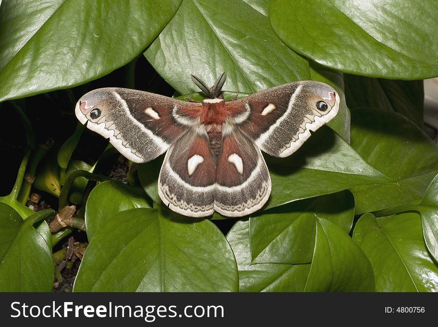 Polyphemus moth.