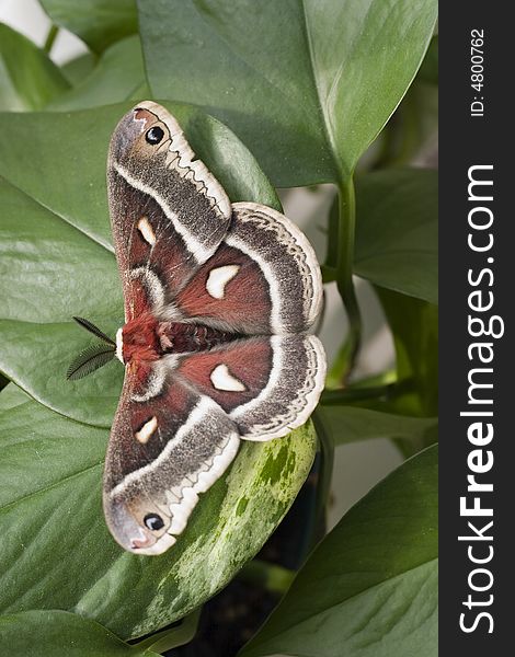 A large, beautiful moth photographed in Alberta, Canada. A large, beautiful moth photographed in Alberta, Canada
