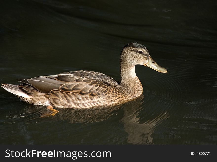 Female mallard duck shot in Alberta, Canada. Female mallard duck shot in Alberta, Canada