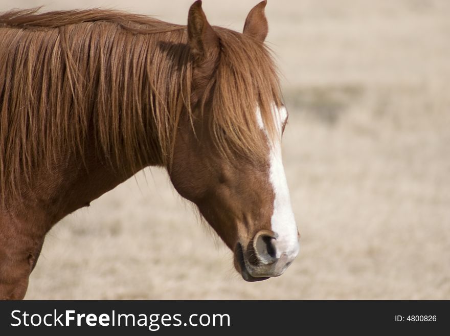 A portrait of a horse I stumbled across while on a drive. A portrait of a horse I stumbled across while on a drive.