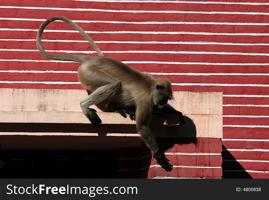 Nice picture of a monkey near a temple in India. Nice picture of a monkey near a temple in India